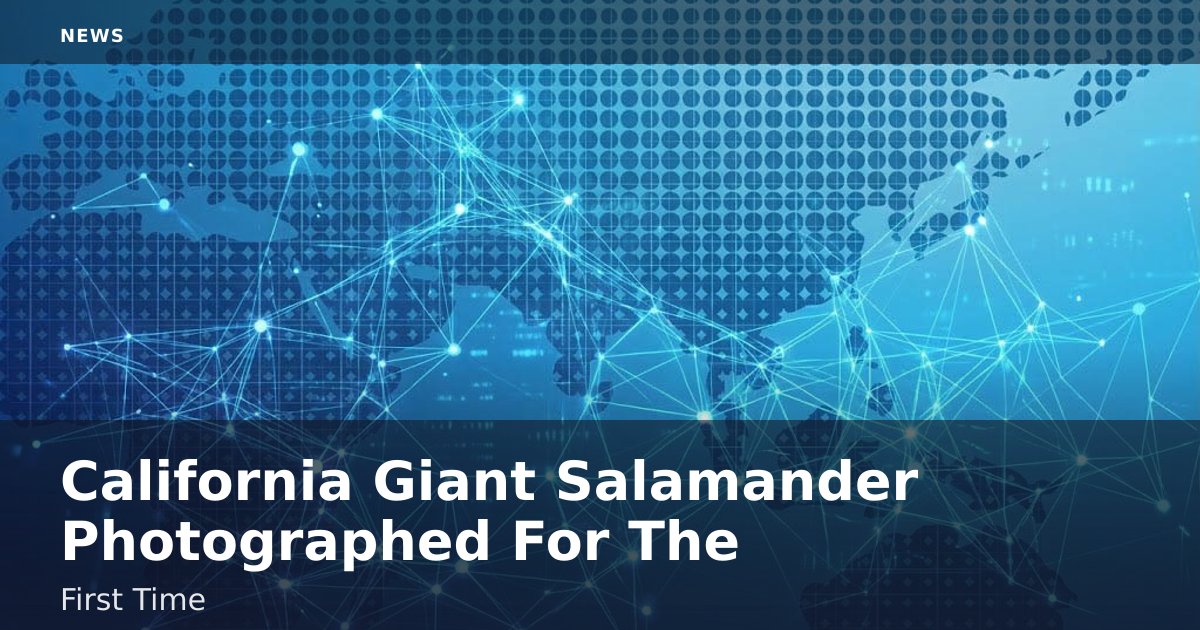 California Giant Salamander Photographed For The First Time